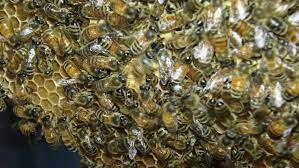 بسیاری از زنبورهای عسل روی یک لانه زنبوری کج کنار هم قرار گرفتند